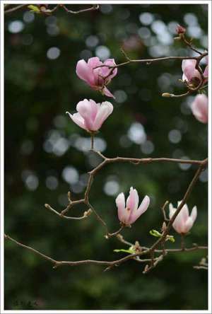 山花开似锦，涧水湛如蓝