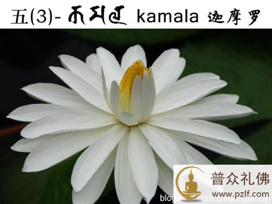 五种佛教的莲花